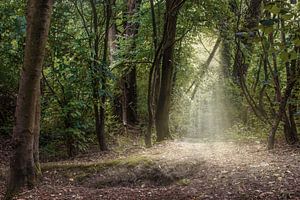 Magical forest sur Elianne van Turennout