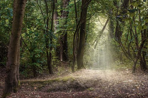 Betoverende Bosfoto met Lichtstralen: Breng de Natuur in Uw Interieur