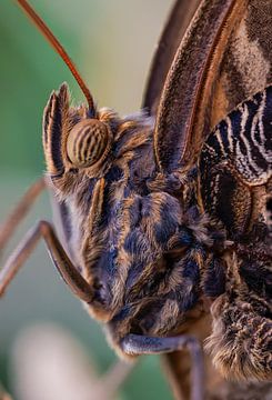 Papillon hibou - Caligo memnon sur Vienna's Photos