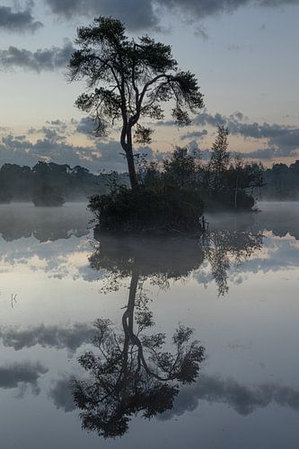 Vroege licht