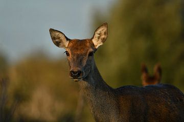 Red deer with young by Marcel Versteeg