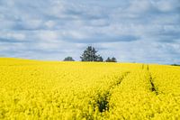 La simplicité d'un champ de fleurs de moutarde danois