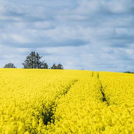 La simplicité d'un champ de fleurs de moutarde danois sur Tina Linssen