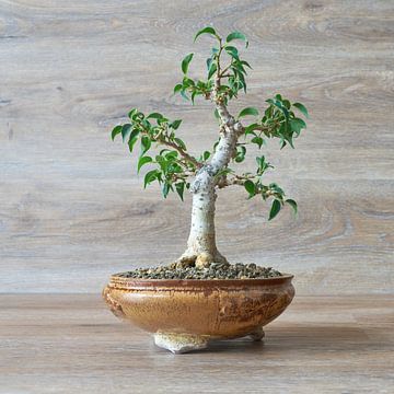 Birkenfeige, Ficus Benjamina als Bonsai