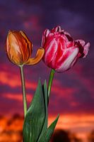 Tulips at dusk