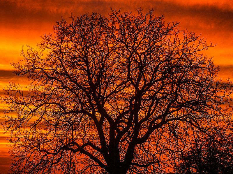 Feuer Glühen von Mario de Lijser