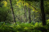 The magic of the forest with the ferns by Moetwil en van Dijk - Fotografie thumbnail