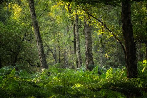 De magie van het bos met de varens