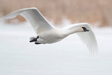 Trumpeter Swan ( Cygnus buccinator ) in winter, in flight, flying above a frozen river, over snow, G van wunderbare Erde