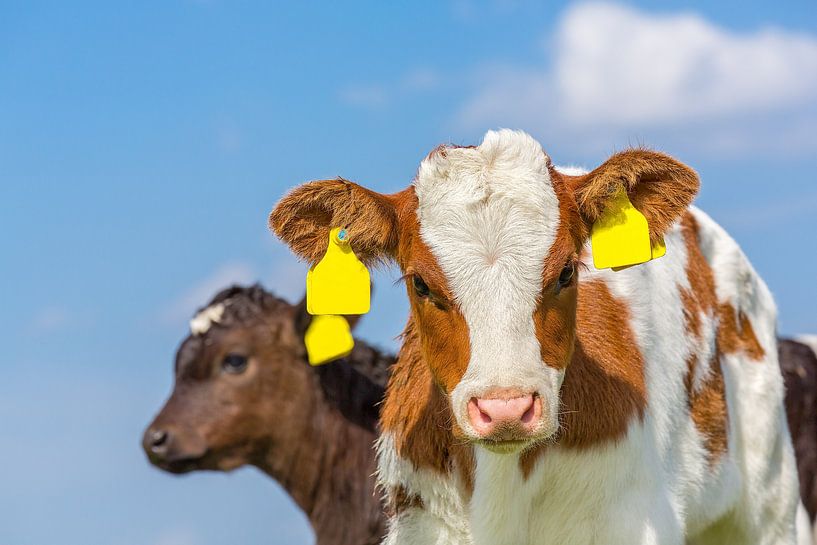 Portrait heads of two newborn calves with blue sky by Ben Schonewille
