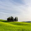Hügel mit Bäumen in der Toskana von Mickéle Godderis