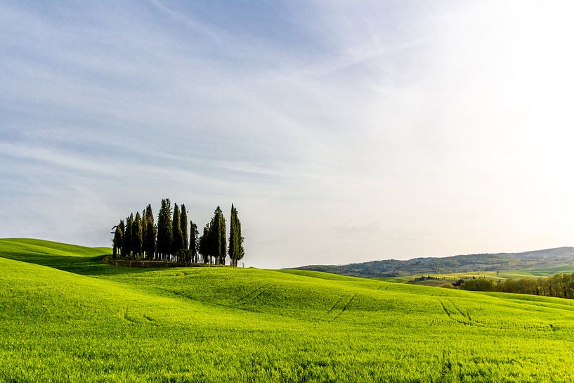 Hügel mit Bäumen in der Toskana von Mickéle Godderis