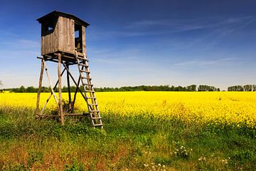 Rapsfeld und Hochsitz von Frank Herrmann