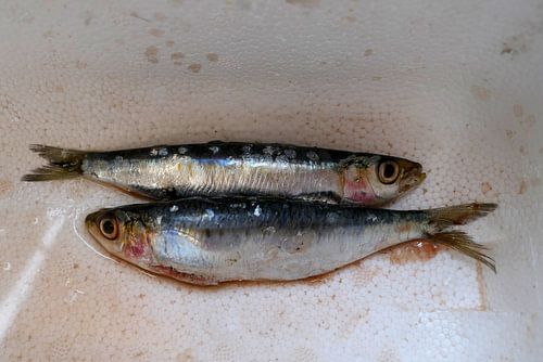 Sardines