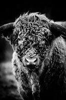Schotse hooglander