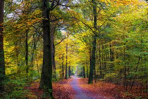 Waldlandschaft "Ein schmaler Pfad"