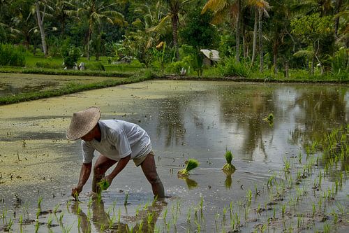 Rijst planten