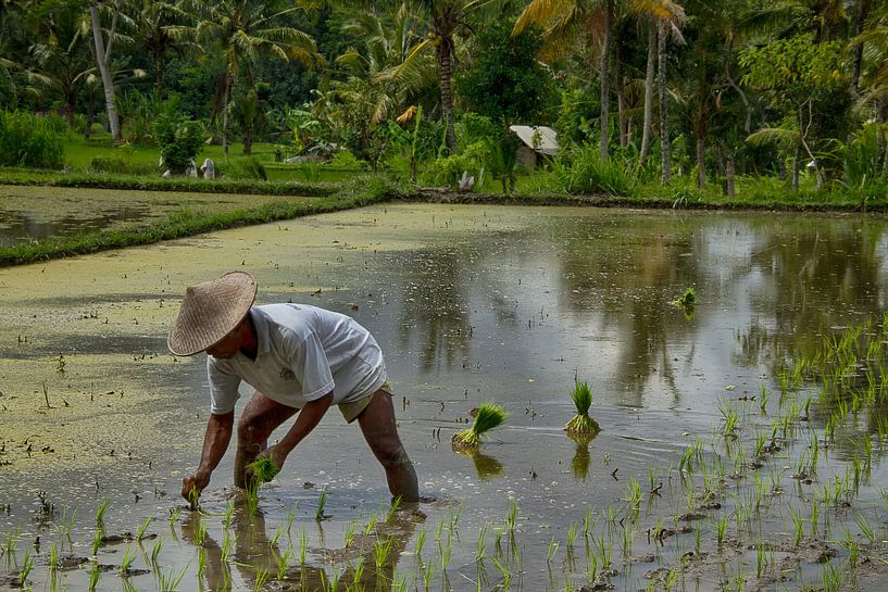 Rijst planten von Leanne lovink