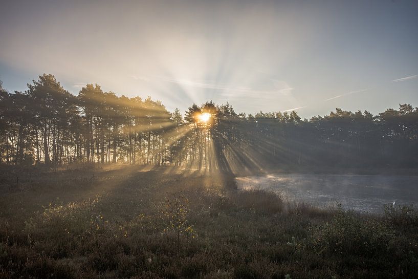 forests by Bart Liesenborgs