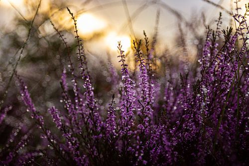 Die aufgehende Sonne hinter einer Heidekrautpflanze auf der Posbank