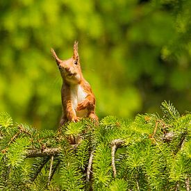 Squirrel by Nico Leemkuil