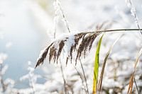Snow on the reeds rests in the forest