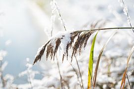 La neige sur les roseaux repose dans la forêt