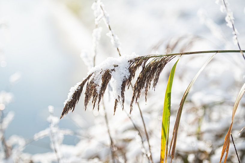 Snow on the reeds rests in the forest by Wendy de Jong