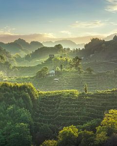 Prosecco Hills Landschaft, Weinberge bei Sonnenuntergang, Italien