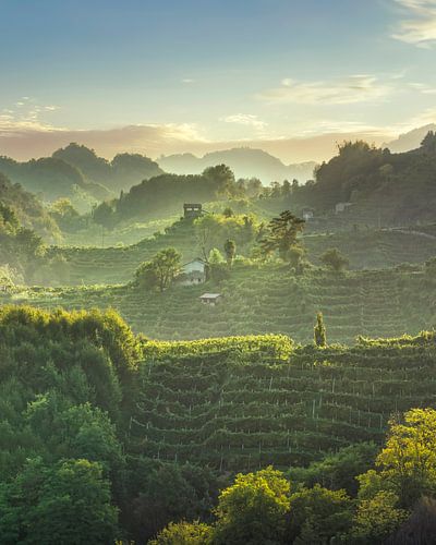 Prosecco Hills landschap, wijngaarden bij zonsondergang, Italië