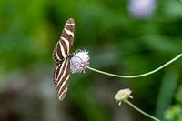 Falscher Monarchfalter schwarz und weiß gestreift auf Blüte