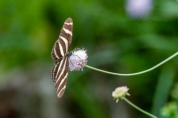 False Monarch butterfly black white striped on flower by Mel van Schayk