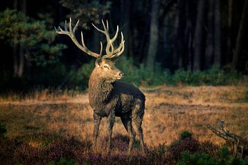 Edelhert in de bronsttijd