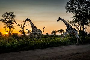 Galopperende giraffen bij zonsondergang van Paula Romein