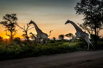 Galopperende giraffen bij zonsondergang