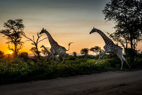 Girafes galopantes au coucher du soleil