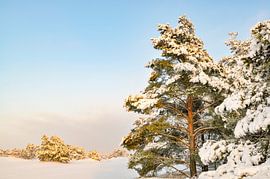 Verschneite Winterlandschaft in einem Treibsanddünengebiet von Sjoerd van der Wal Fotografie