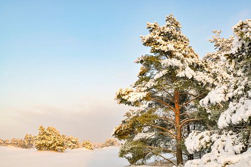 Besneeuwd winterlandschap in een stuifduingebied