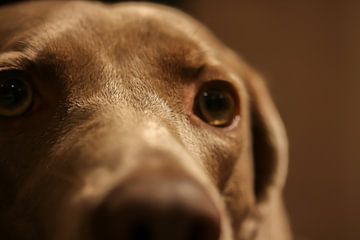 Een close-up/macro van mijn hond Ella van Julius Koster