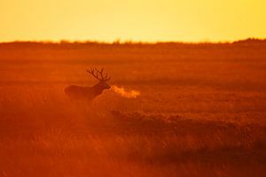 red deer @ sunset von Pim Leijen