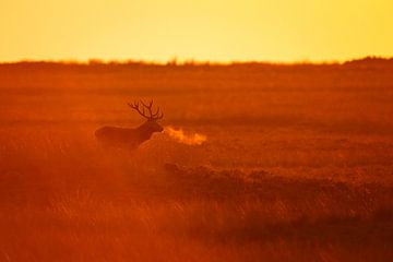 red deer @ sunset