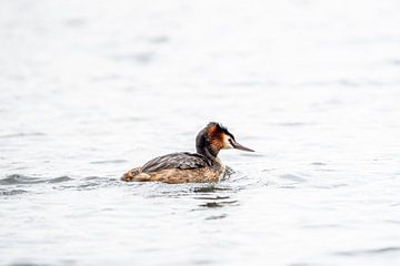Fuut Zwemmend in Zacht Wit Waterlandschap van Femke Ketelaar