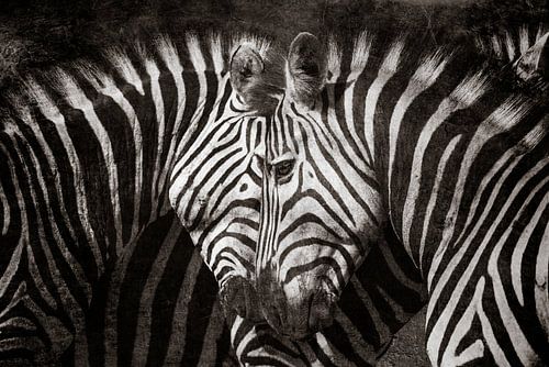 Zebra liefde
