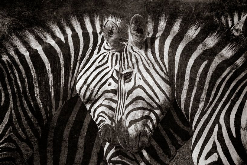 Zebra liefde by Awesome Wonder