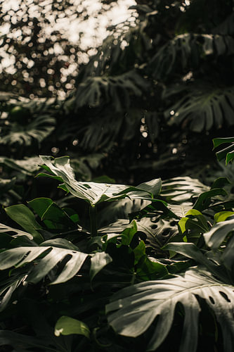 Monstera Plant: Tropical Forest by Patrycja Polechonska