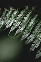 Farn's Echo's - Natur's stille Symphonie