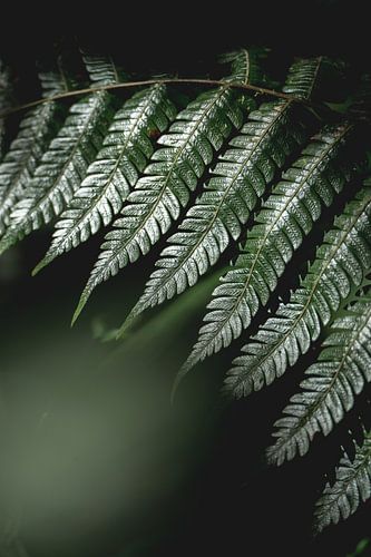 Varen's Echo's Natuur's Stille Symfonie