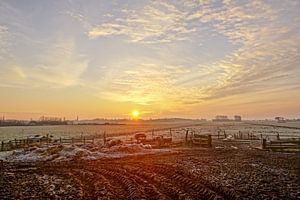 grazende schapen met zon op de achtergrond van Dirk van Egmond