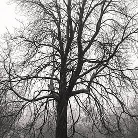 Static Tree Veluwe by Emma Buisman