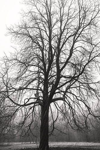 Statische Boom Veluwe